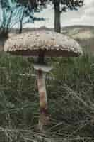 Free photo vertical shot of parasol mushroom in nature