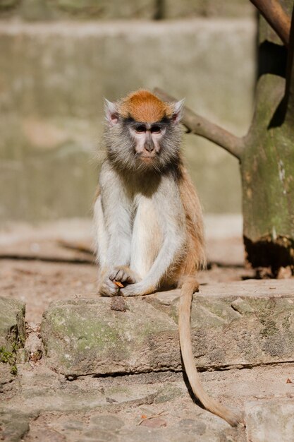 동물원의 화창한 날 콘크리트 블록에 앉아 있는 파타스 원숭이의 세로 샷