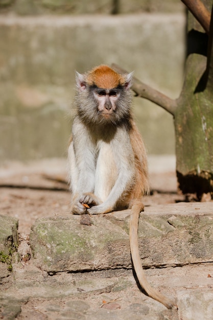 Vertical shot of a patas monkey sitting on a concrete block on a sunny day at a zoo