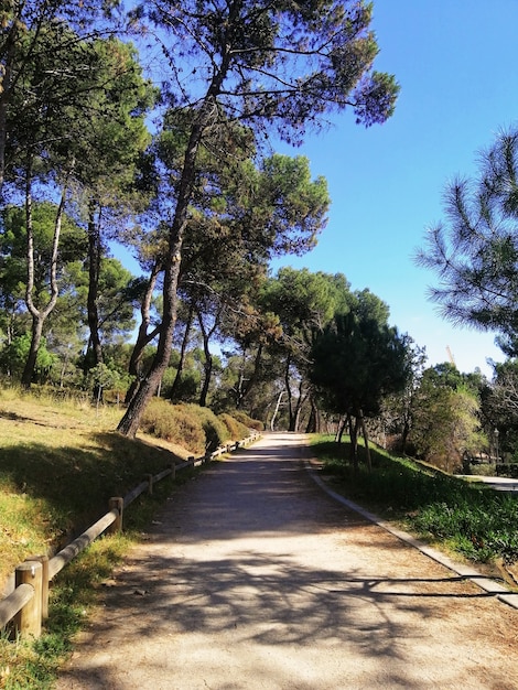 Vertical shot of a path in Quinta de Los Molinos Park, Madrid, Spain