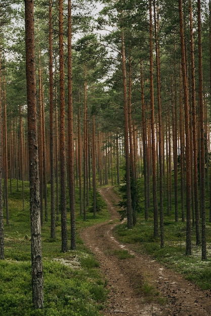 Vertical shot of a path in the spruce forest