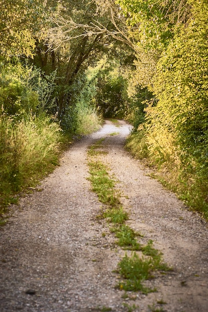 Vertical shot of a path surrounded by trees on a sunny day