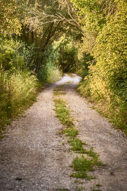 Vertical shot of a path surrounded by trees on a sunny day