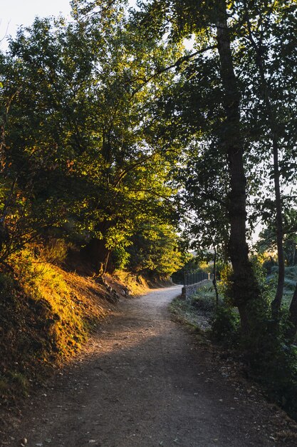 Vertical shot of a path with sunlight on it