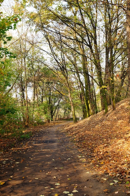 Vertical shot of a path under a wooded area with leaves covering the ground
