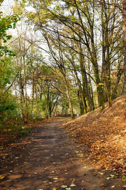 Vertical shot of a path under a wooded area with leaves covering the ground