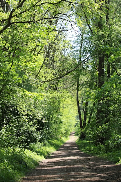 Вертикальный снимок тропы в лесу, окруженном множеством зеленых деревьев