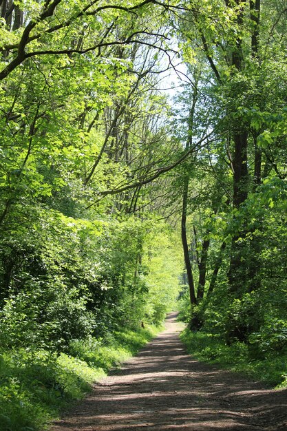 Vertical shot of a pathway in a forest surrounded by a lot of green trees