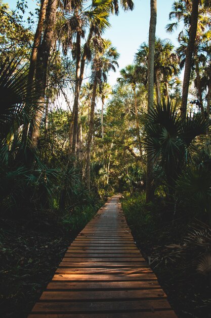 Vertical shot of a pathway made of wooden boards surrounded with tropical plants and trees