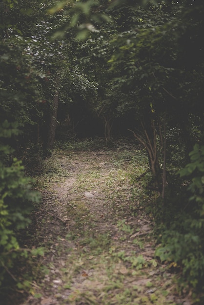 Free photo vertical shot of a pathway in the middle of a forest with green leafed trees