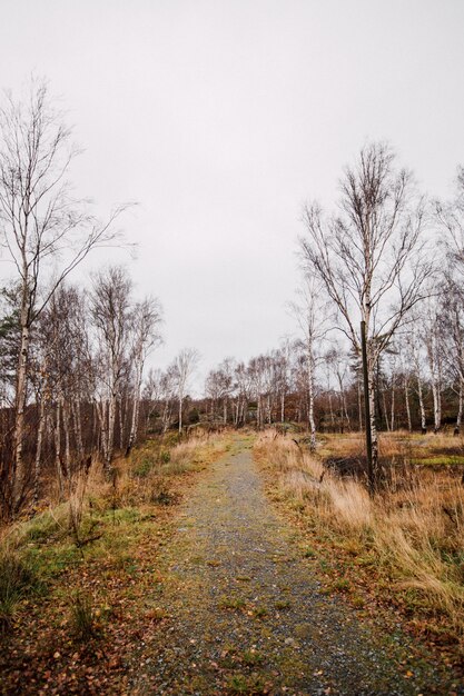 Vertical shot of a pathway in the middle of a forest with leafless trees under a cloudy sky