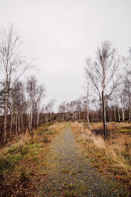 Vertical shot of a pathway in the middle of a forest with leafless trees under a cloudy sky