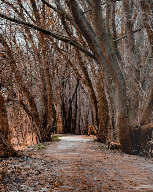 Vertical shot of a pathway in the middle of a forest with leafless trees