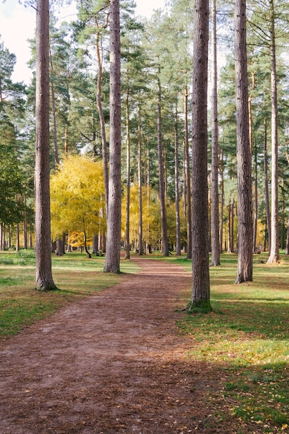 Vertical shot of a pathway in the middle of the tall trees of a forest