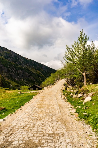 Vertical shot of a pathway surrounded by trees with the mountains in the background