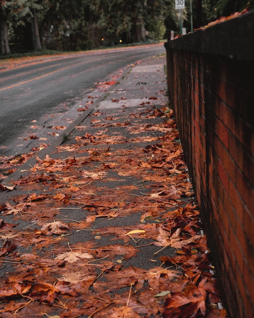 가을 대낮에 마른 잎으로 덮인 포장 도로의 세로 샷