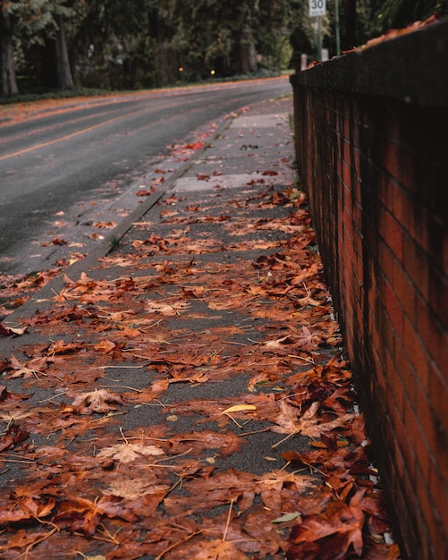 Vertical shot of a pavement covered in dried leaves in the daylight in autumn