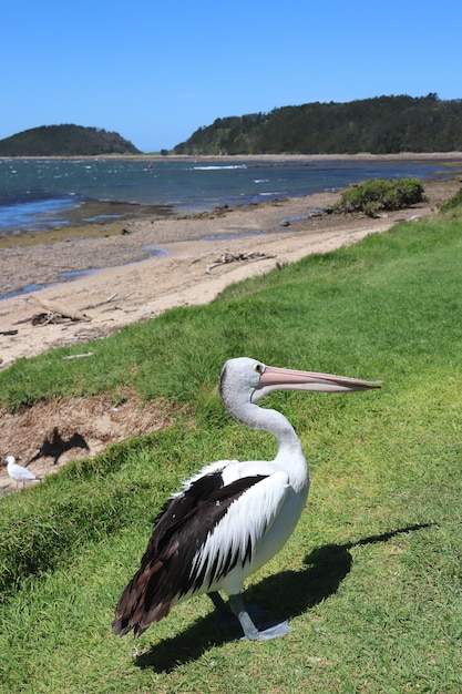 Colpo verticale di un uccello pellicano in riva al mare in australia