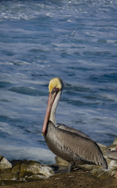 Vertical shot of a pelican by the ocean