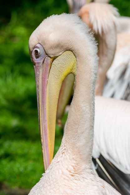 Vertical shot of a pelican on a sunny day outdoors
