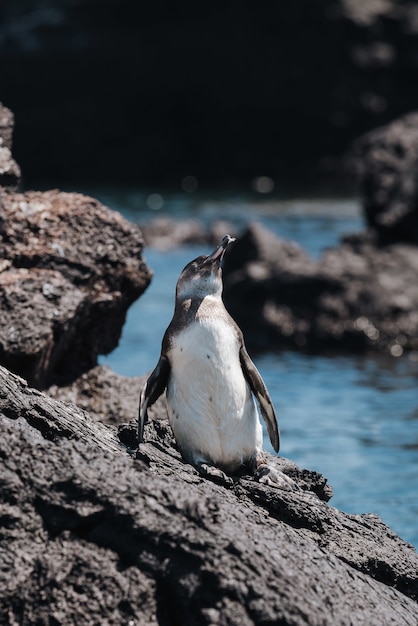 Vertical shot of a penguin on the stone