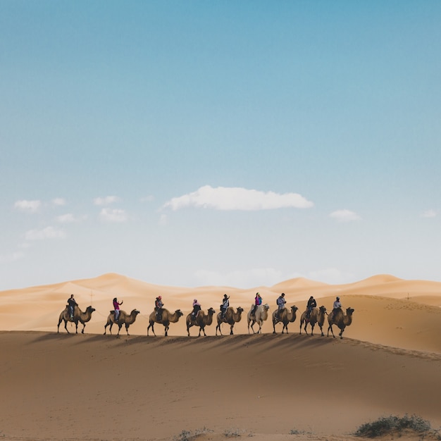 사막의 모래 언덕에서 낙타를 타는 사람들의 세로 샷