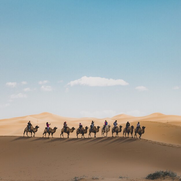 Вертикальный снимок людей, едущих на верблюдах по песчаной дюне в пустыне