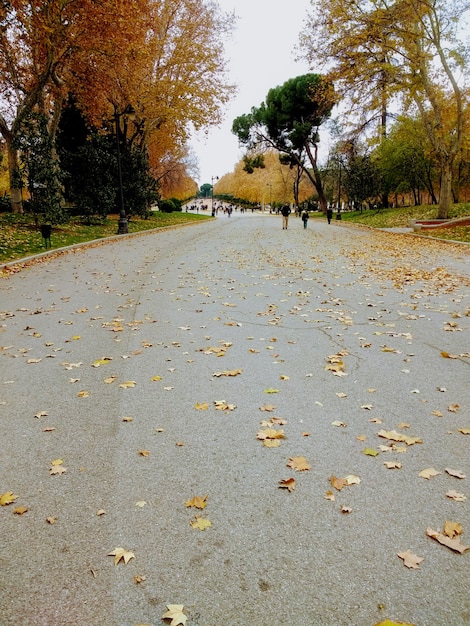 Vertical shot of people walking next to the trees in a park during autumn