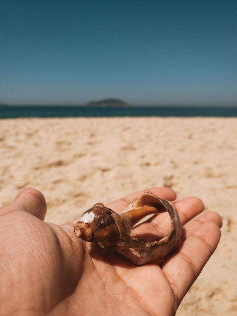 낮 동안 해변에서 조개껍데기를 들고 있는 사람의 세로 샷