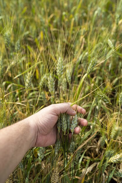 Vertical shot of a person holding wheat in a field under the sunlight in Cadiz, Spain