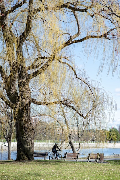 晴れた日に公園で自転車に乗っている人の垂直ショット