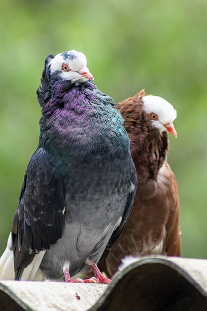 ハトと茶色の鳥の垂直ショット