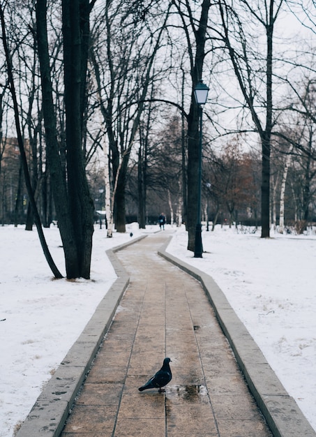 겨울 동안 나무로 둘러싸인 통로에 서있는 비둘기의 세로 샷