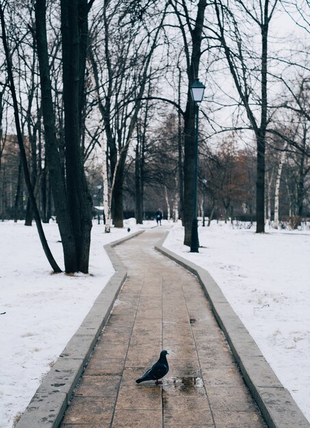 Вертикальный снимок голубя, стоящего на тропе в окружении деревьев зимой