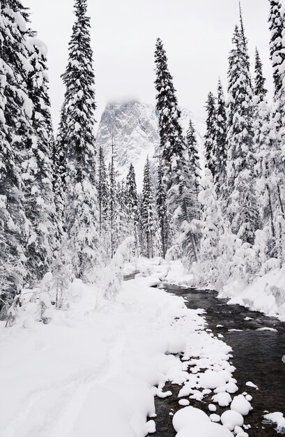 Vertical shot of the pine forest covered with snow in winter