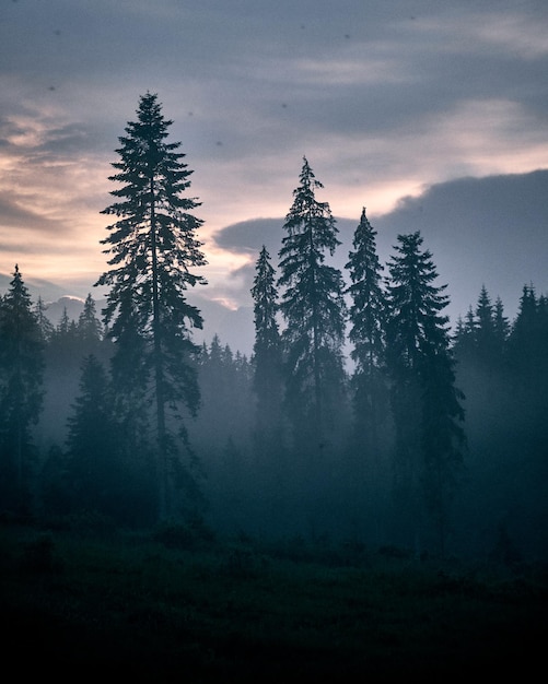 Vertical shot of pine trees in a forest covered in the fog under a cloudy sky