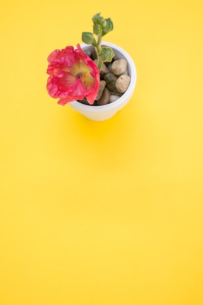 黄色い表面に置かれた小さな植木鉢のピンクのカーネーションの花の垂直ショット