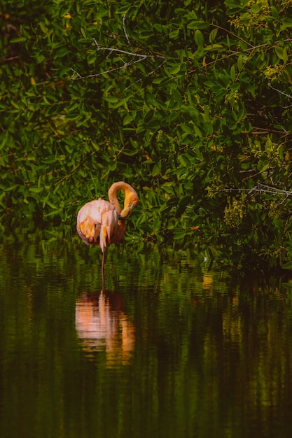 Vertical shot of  pink flamingo standing in water near the trees