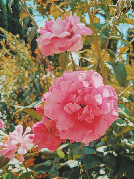 緑の枝に生えているピンクの花の垂直ショット