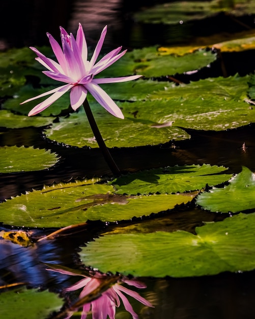 Foto gratuita colpo verticale di un loto rosa in uno stagno