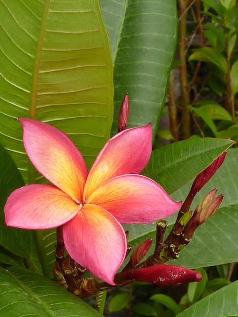 Vertical shot of pink Plumeria blunts growing in the garden