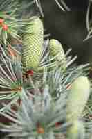 Free photo vertical shot of pinyon pine cones