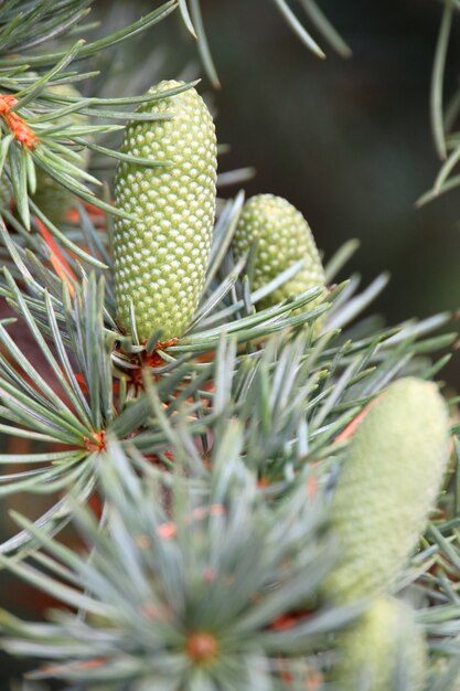 Vertical shot of pinyon pine cones