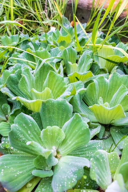 隣り合って成長しているピスティア植物の垂直ショット