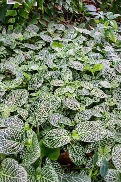 Fittonia albivenis라는 식물의 세로 샷