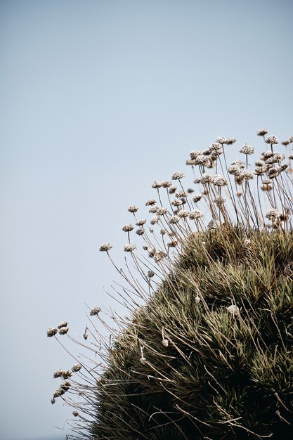 낮에 백그라운드에서 푸른 하늘과 바위에 성장하는 식물의 세로 샷
