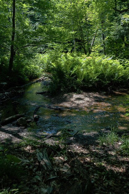 Вертикальный снимок пруда с папоротниками посреди леса