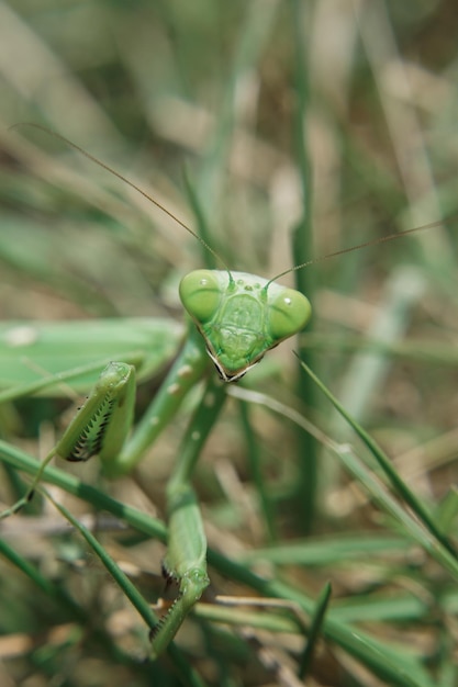 Vertical shot of praying mantis on green grass with a blurred background