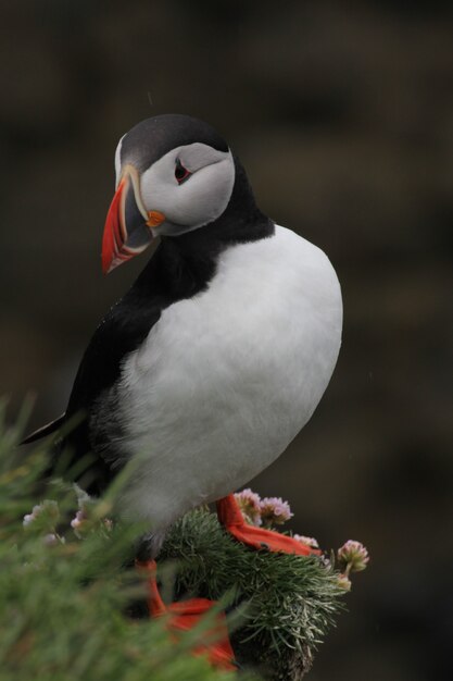 Vertical shot of a puffin in Iceland