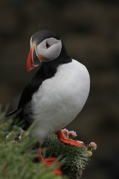 Vertical shot of a puffin in Iceland